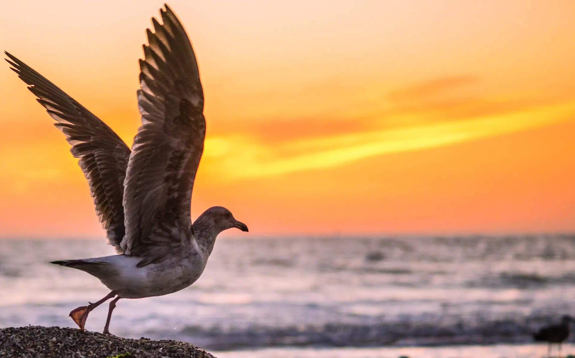 A seagull opening its wings at sunset