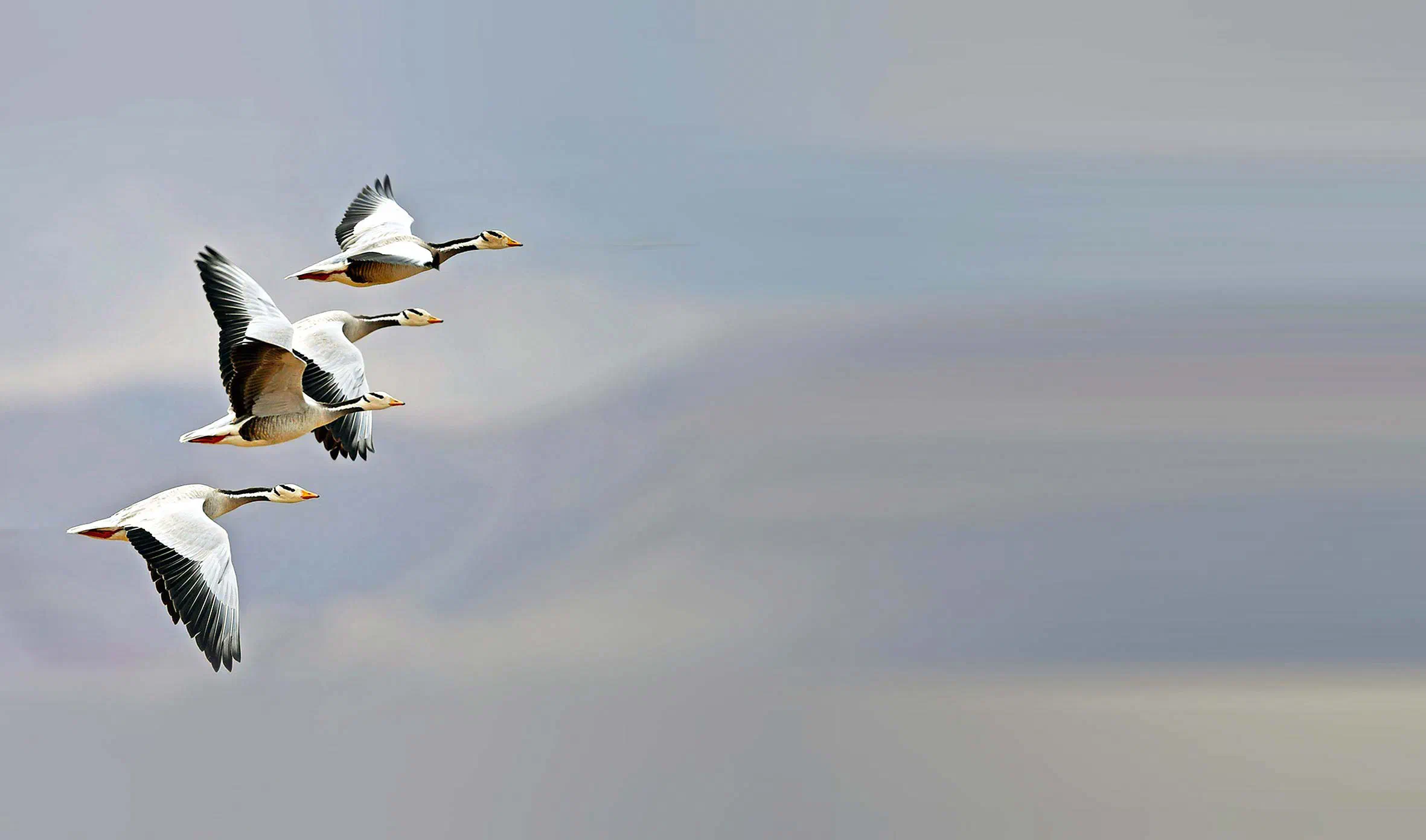 Four bar-headed geese in flight